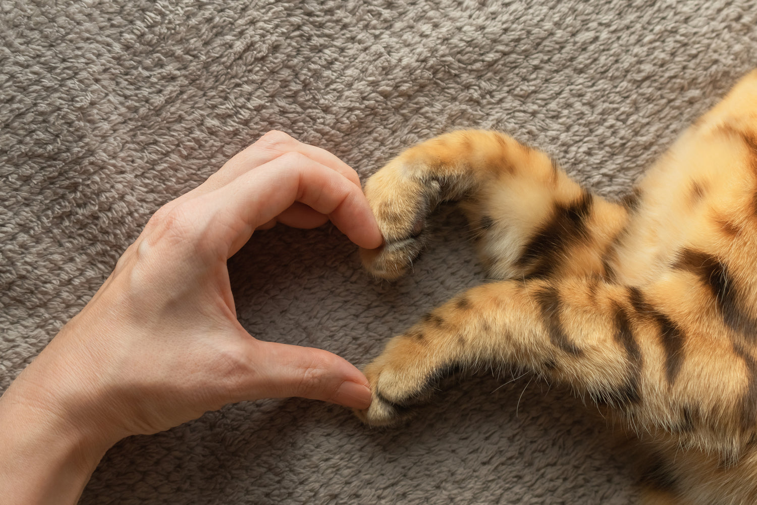 Eine menschliche Hand und die Pfoten einer getigerten Katze formen gemeinsam ein Herz auf einer grauen Decke. Der komplett geruchsneutrale Coverax Enzymreiniger kommt ohne Duftstoffe aus, um den empfindlichen Geruchssinn der Katze nicht durch künstliche Düfte zu irritieren.