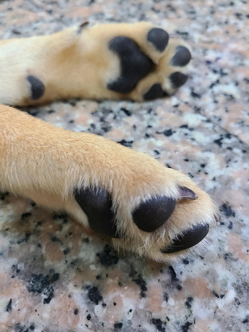 1050100 - Coverax Pfotenbalsam 100g Deckeldose