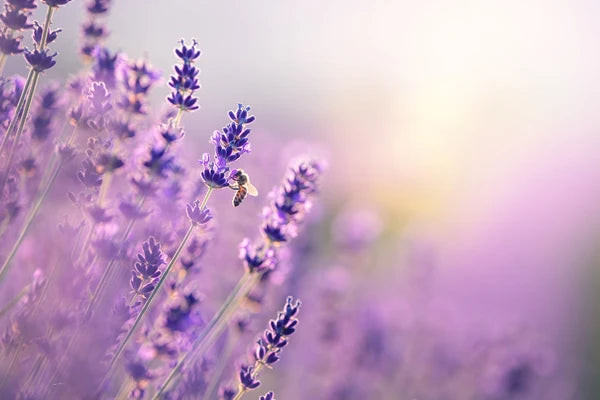 Blühender Lavendel mit Biene – Geruchsentferner mit Lavendelduft